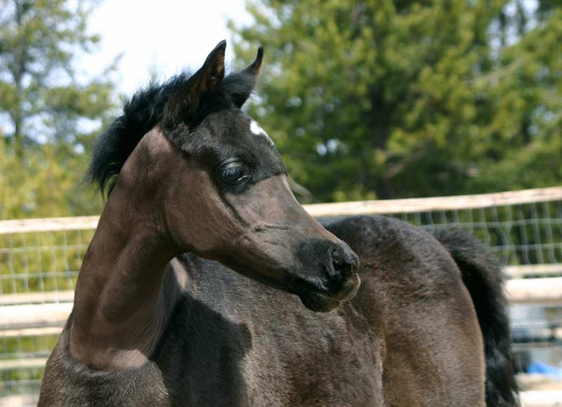 Black Arabian filly by Dreamcatcher