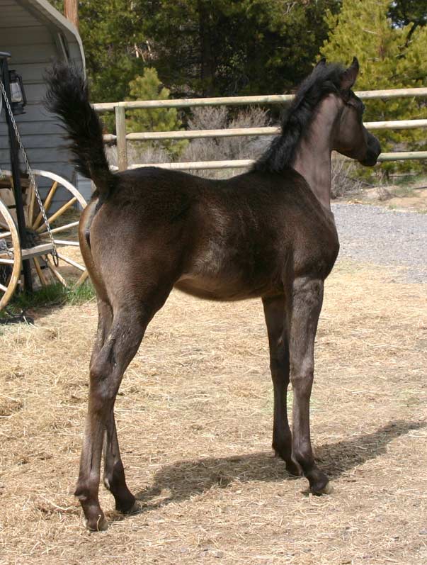 Black Arabian filly by Dreamcatcher