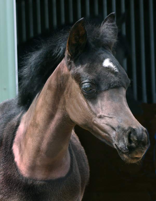 Black Arabian filly by Dreamcatcher