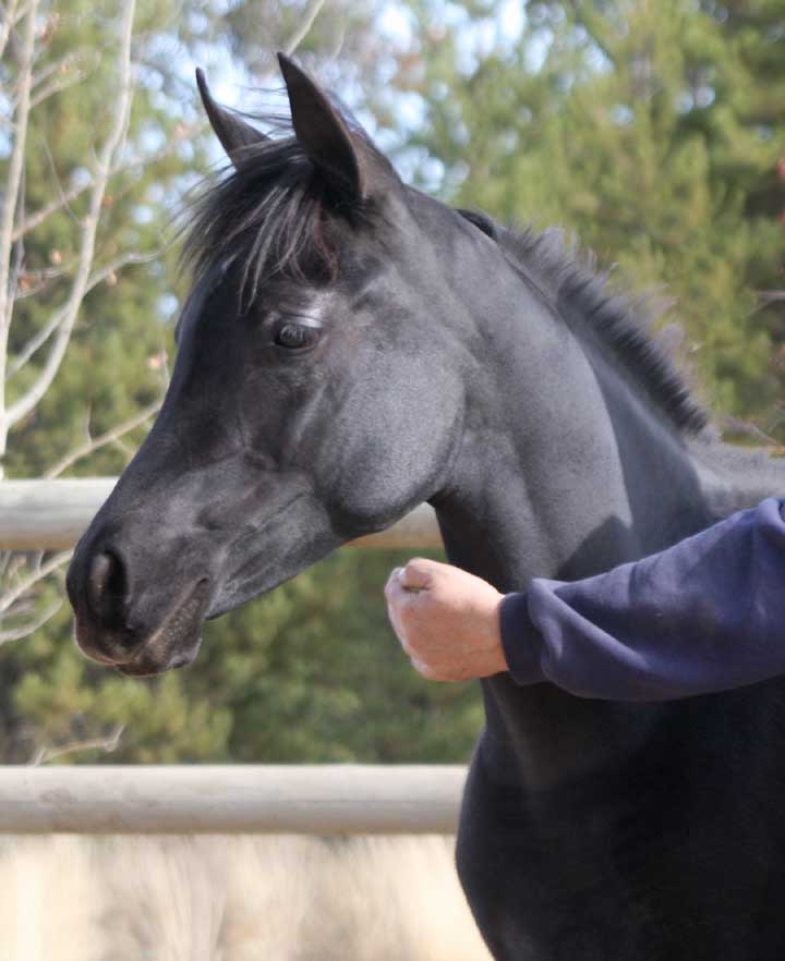 Homozygous Black filly by Dreamcatcher SMF