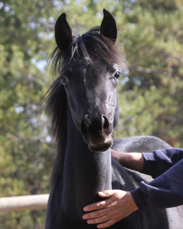 Homozygous black Arabian filly by Dreamcatcher smf