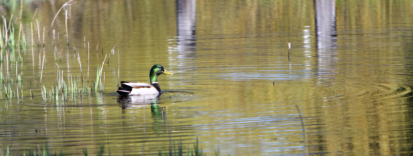 A Mallard enjoying the pasture