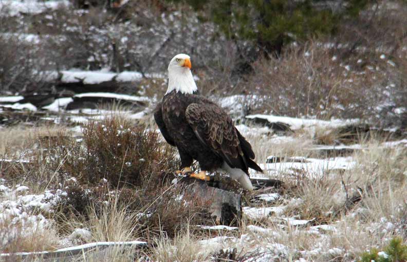 Bald Eagle Dec. 2017