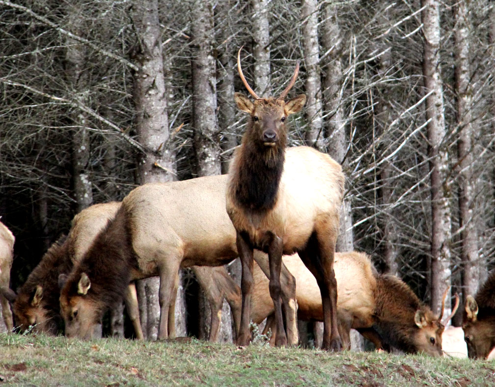 young bull elk