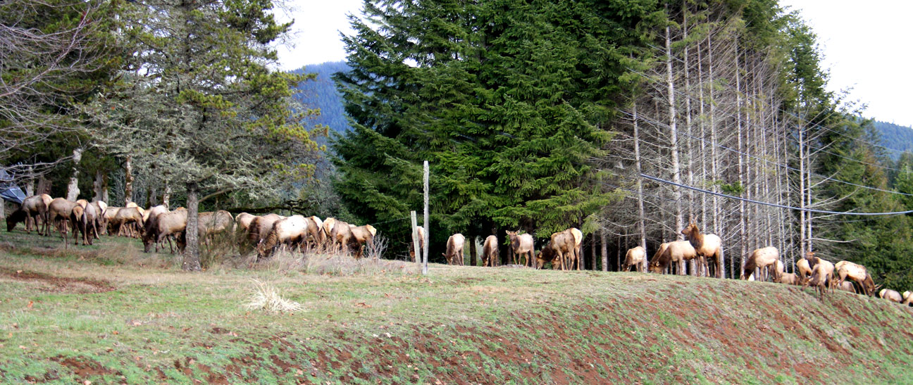 elk herd