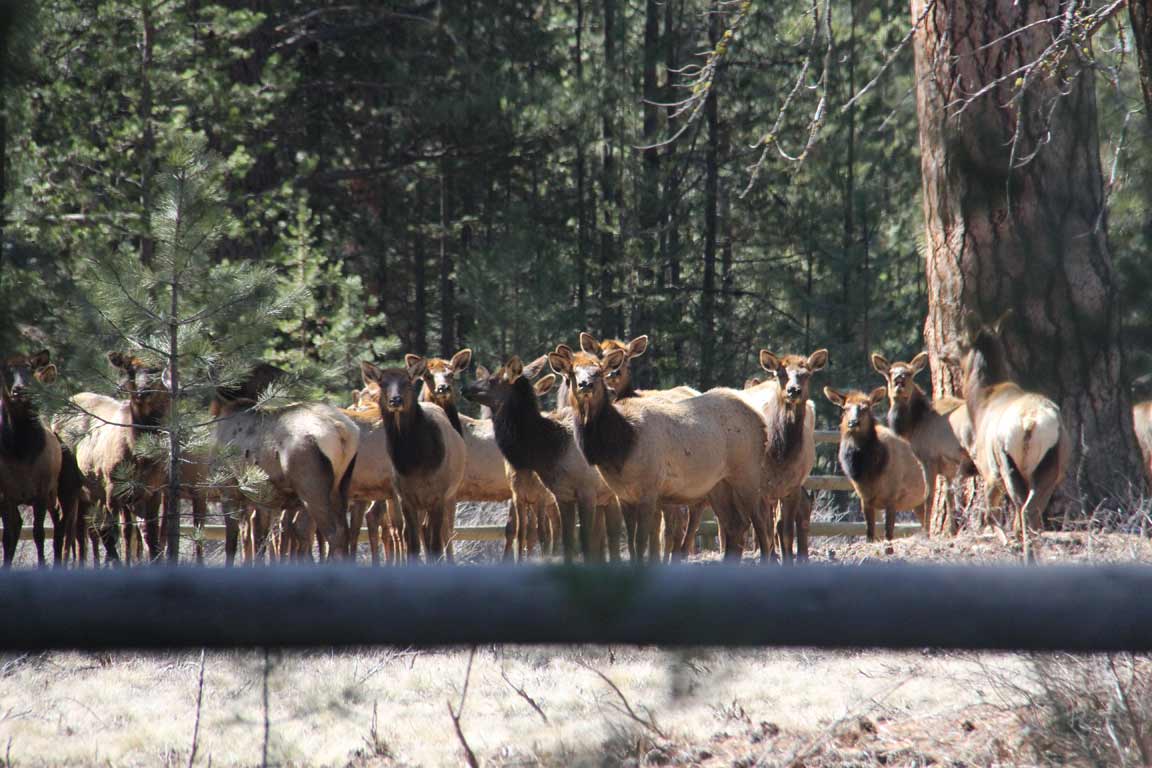 Elk Sunriver