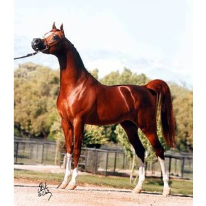 Arabian stallion Enzo