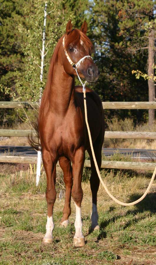 Chestnut Arabian stallion od Birch Park Black Arabians