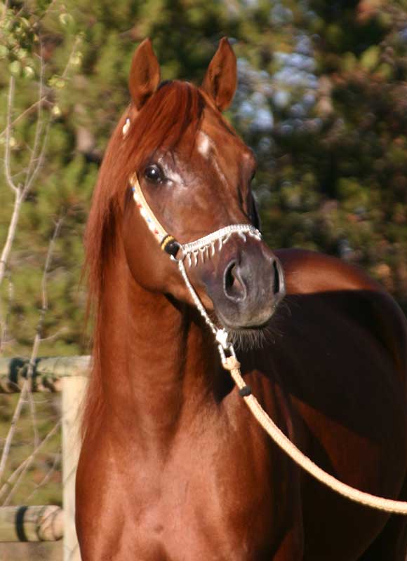 Chestnut Arabian stallion of Birch Park Black Arabians