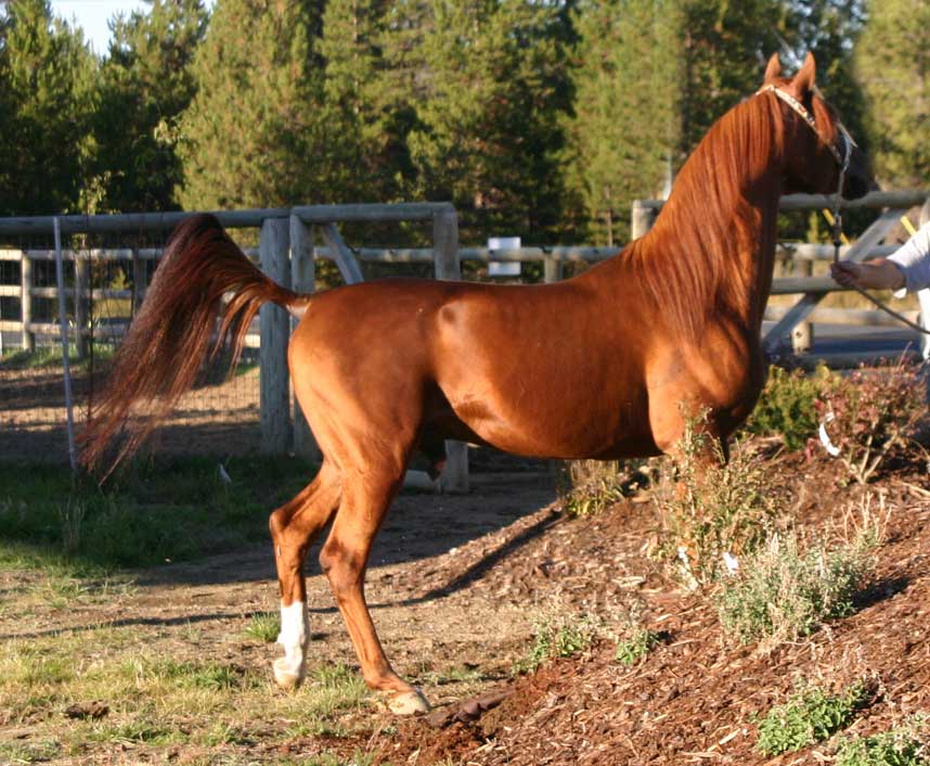 Chestnut Arabian stallion od Birch Park Black Arabians