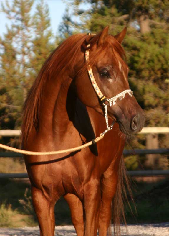 Chestnut Arabian stallion od Birch Park Black Arabians
