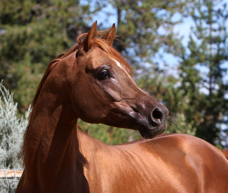 Chestnut Arabian stallion by QR Excel