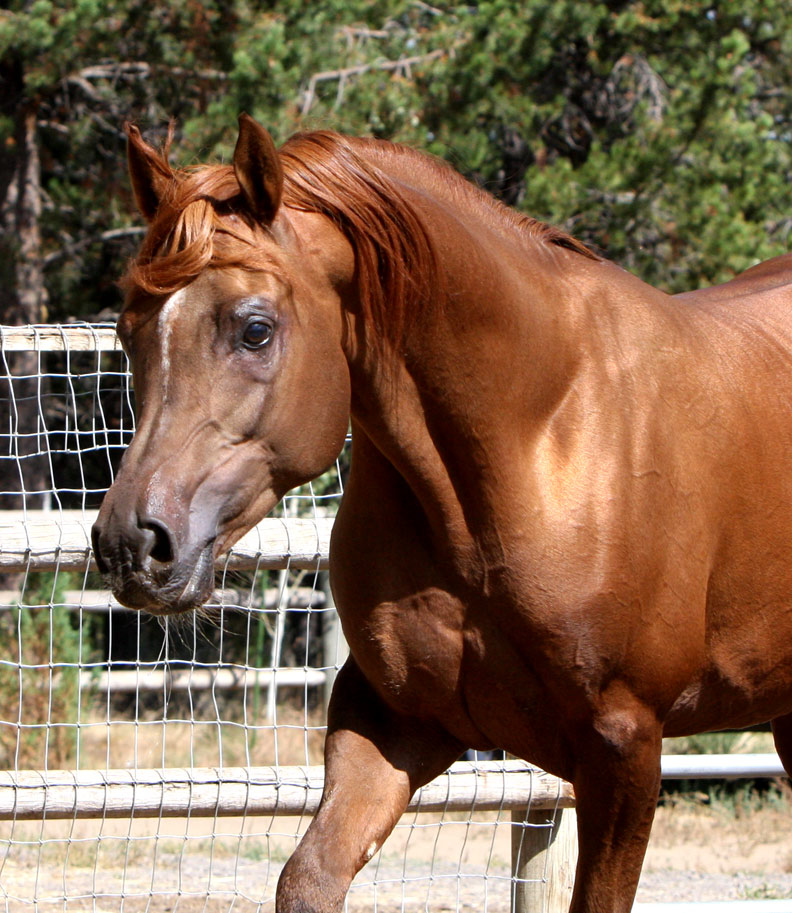 Chestnut Arabian stallion by QR Excel