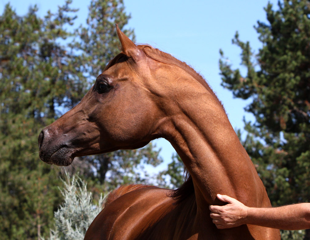 Chestnut Arabian stallion by QR Excel