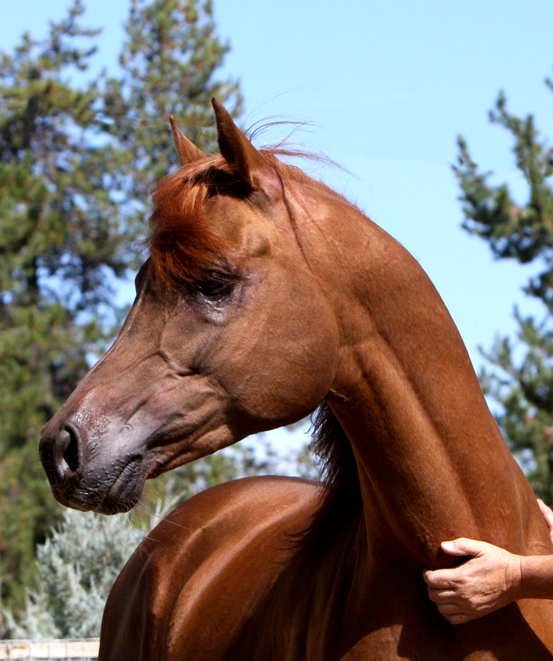 Black producing Arabian Stallion