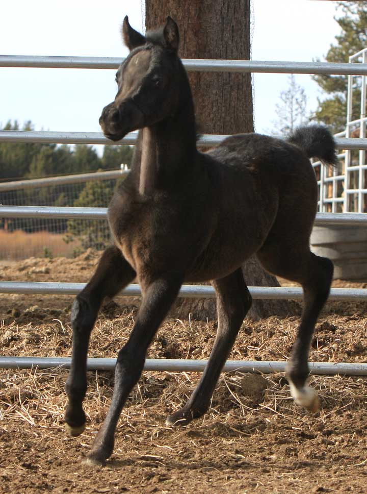 Gray Arabian colt by Om El Exquisit