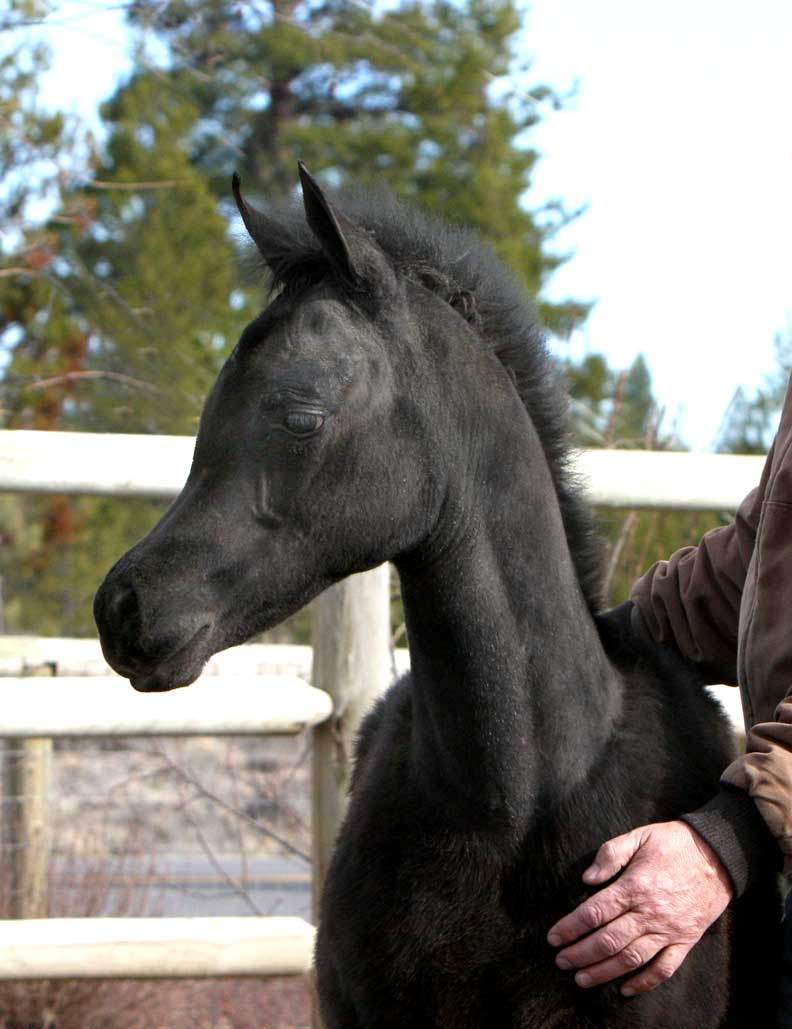 Gray Arabian colt by Om El Exquisit