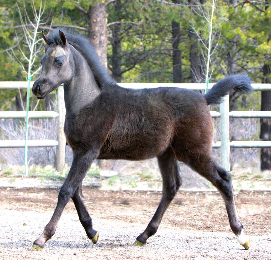 Gray Arabian colt by Om El Exquisit