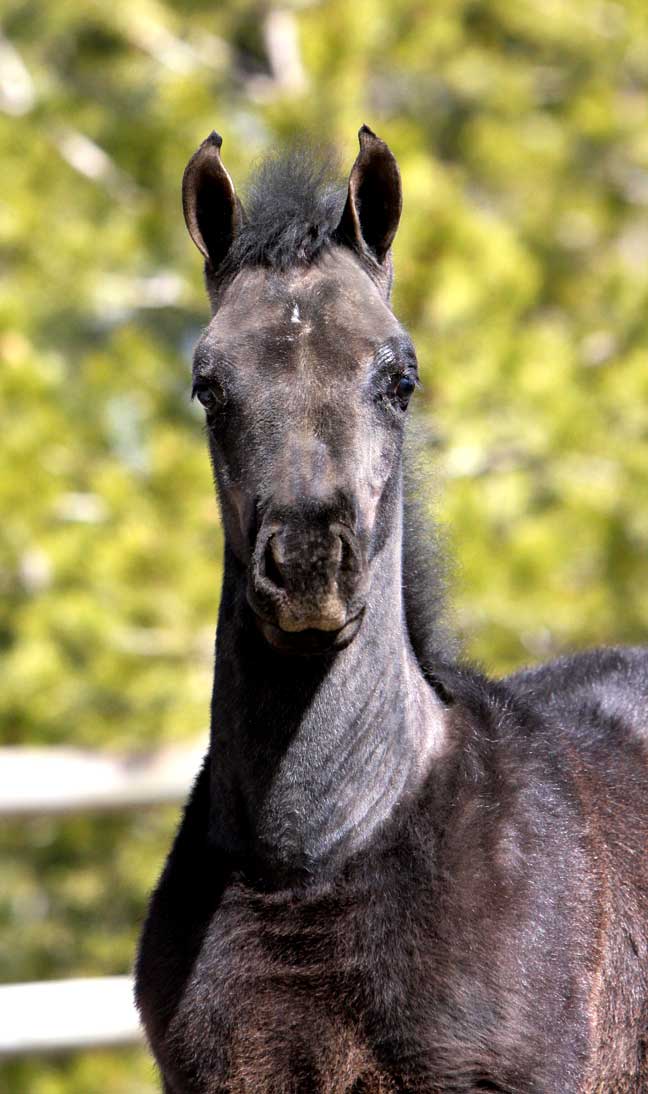 Gray Arabian colt by Om El Exquisit