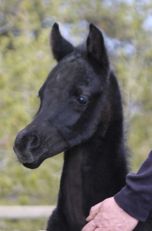 2011 Colt by Om El Exquisit