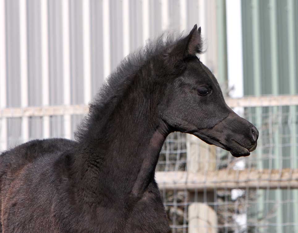 Gray colt by Om El Exquisit