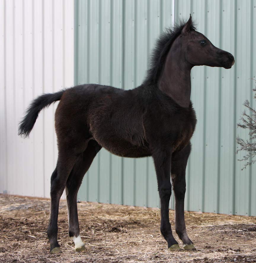 Gray colt by Om El Exquisit