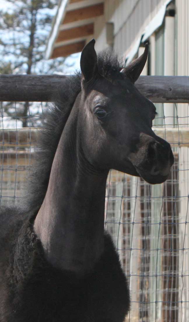Gray colt by Om El Exquisit