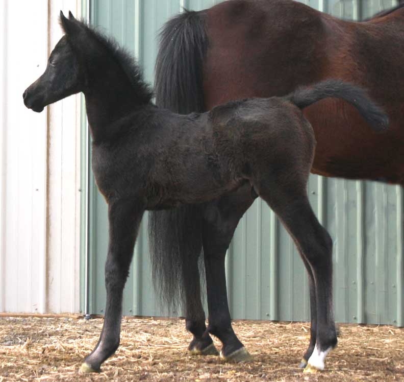 2011 Colt by Om El Exquisit