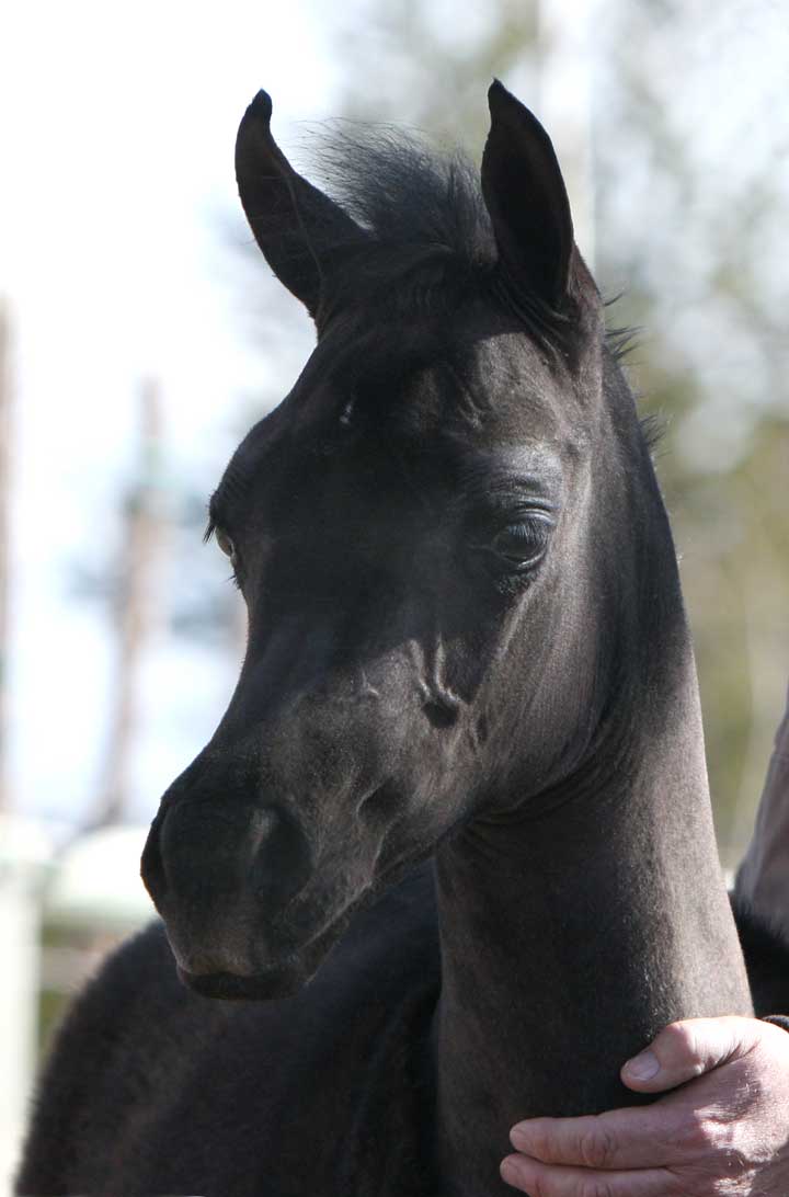 Gray colt by Om El Exquisit