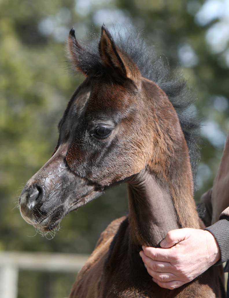 Gray Arabian filly by Om El Exquisit