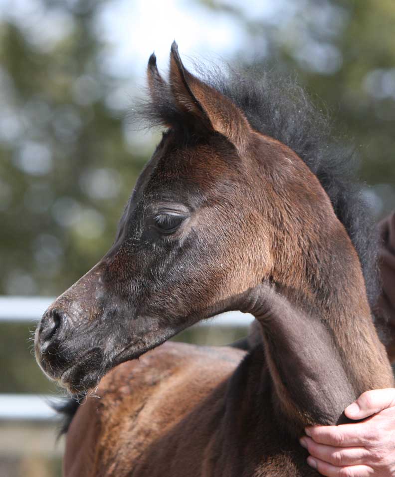 Gray Arabian filly by Om El Exquisit