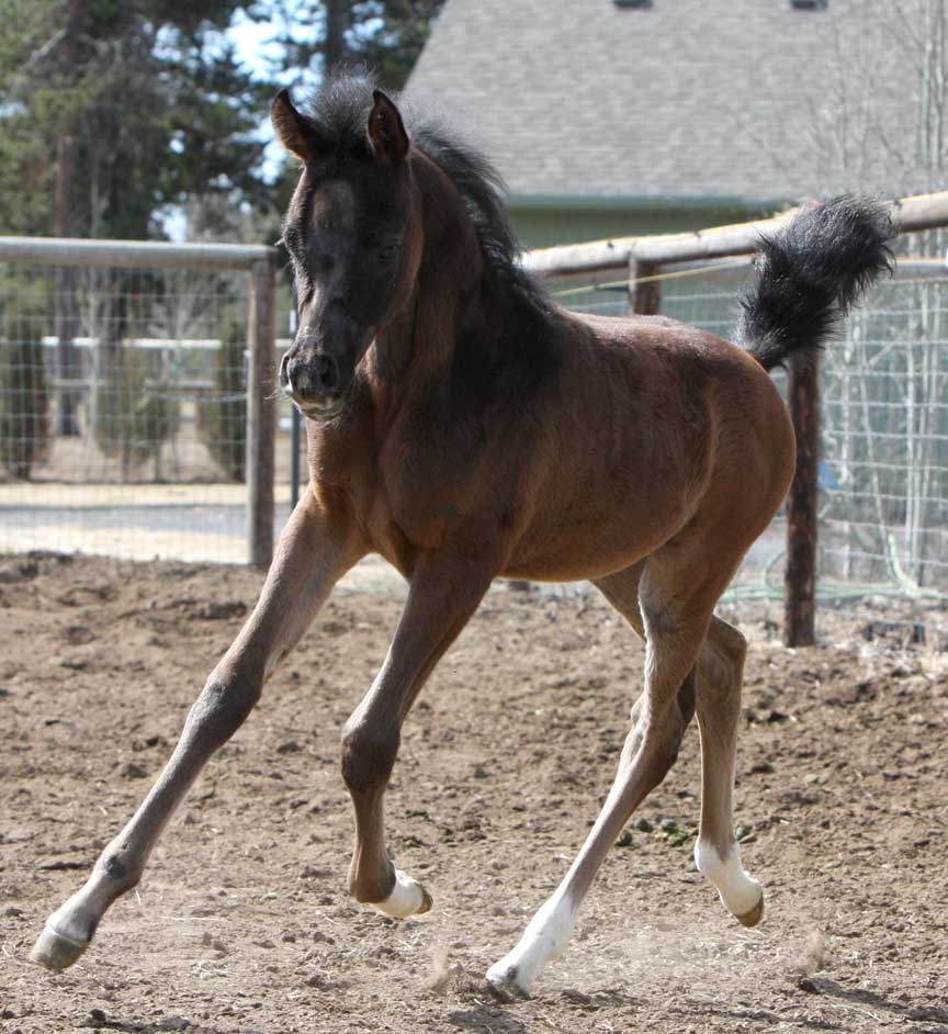 Gray Arabian filly by Om El Exquisit
