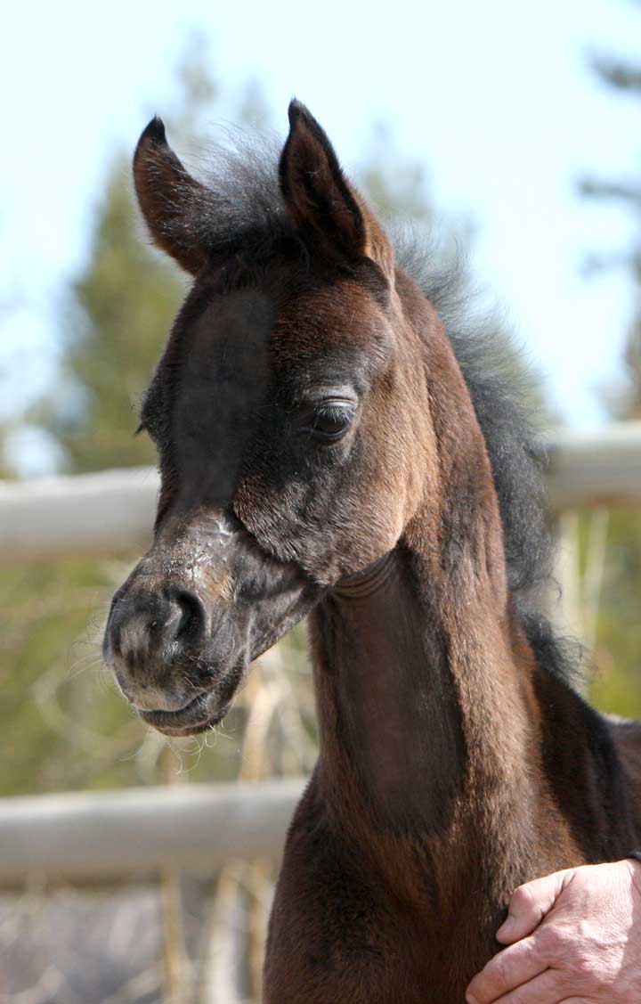 Gray Arabian filly by Om El Exquisit