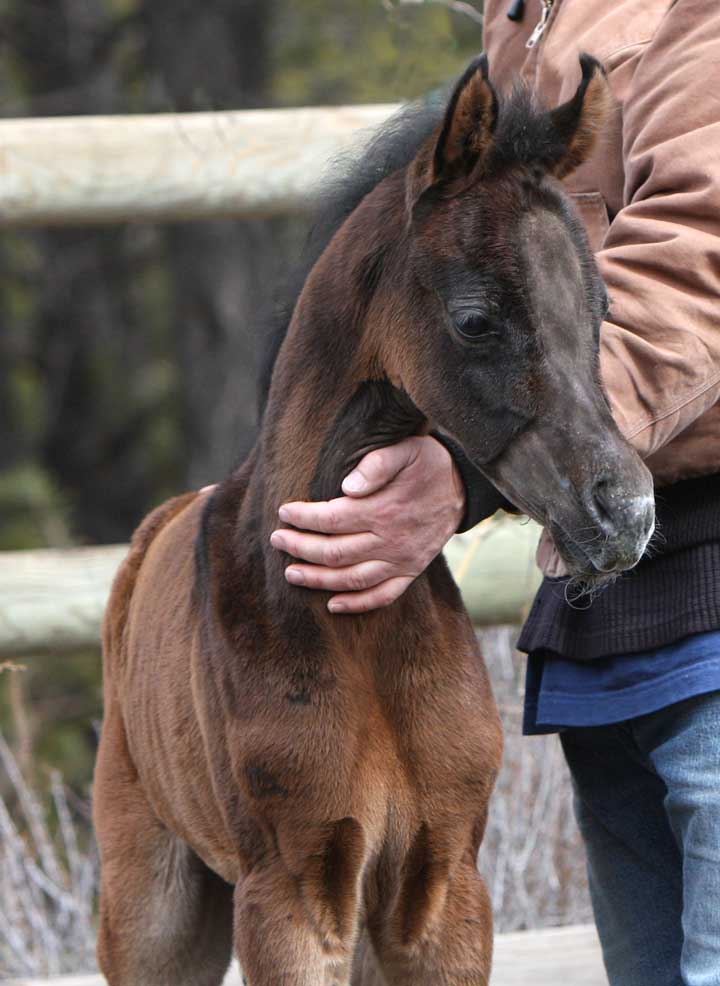 Gray Arabian filly by Om El Exquisit