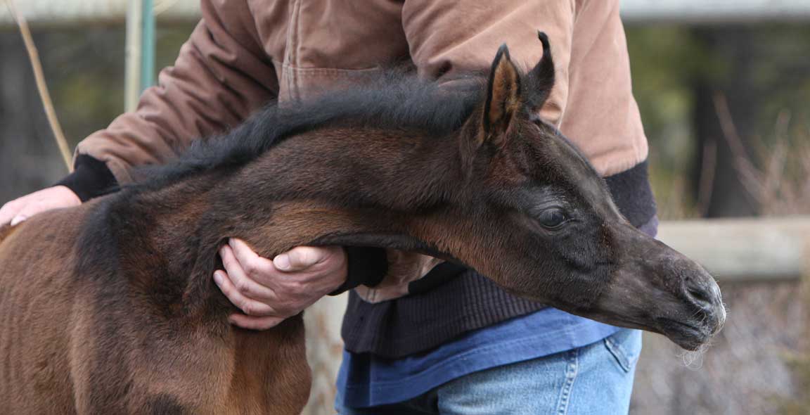 Gray arabian filly by Om El Exquisit