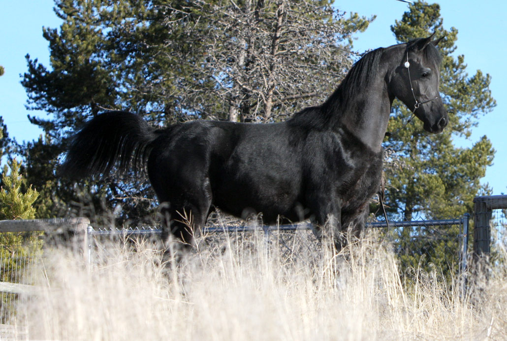 Grey colt by Om El Exquisit