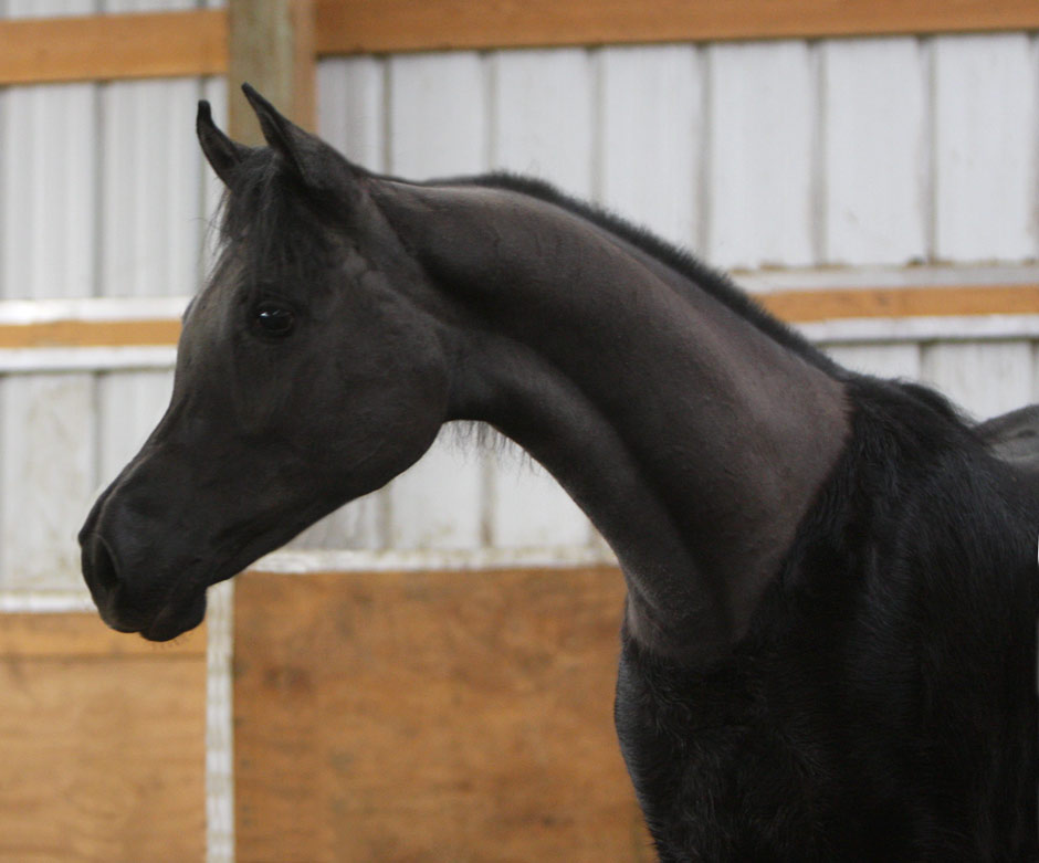 Grey colt by Om El Extreme