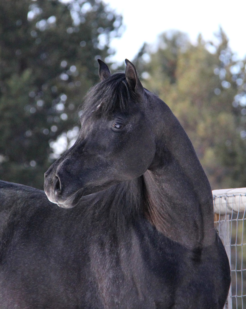 Grey colt by Om El Exquisit