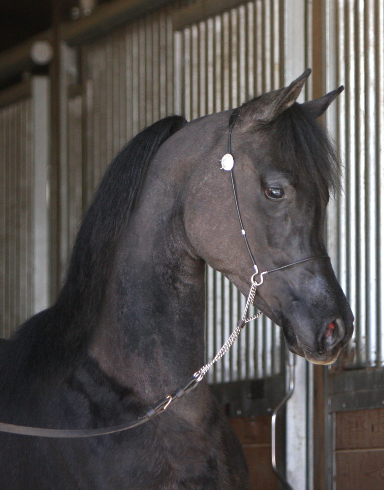Grey colt by Om El Extreme