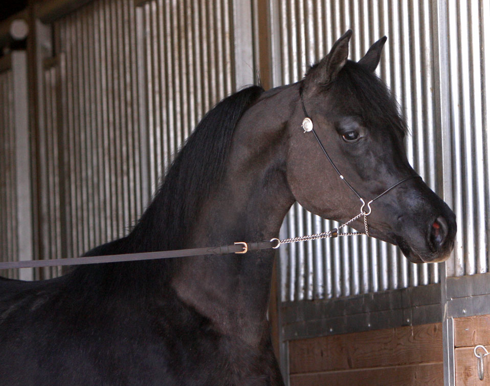 Grey colt by Om El Extreme