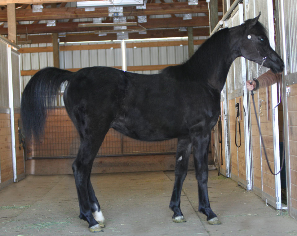 Grey colt by Om El Extreme