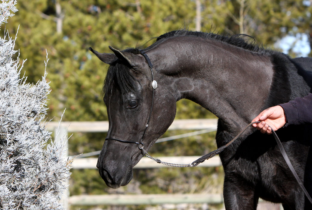 Grey colt by Om El Exquisit