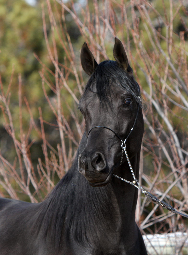 Homozygous solid black Arabian stallion