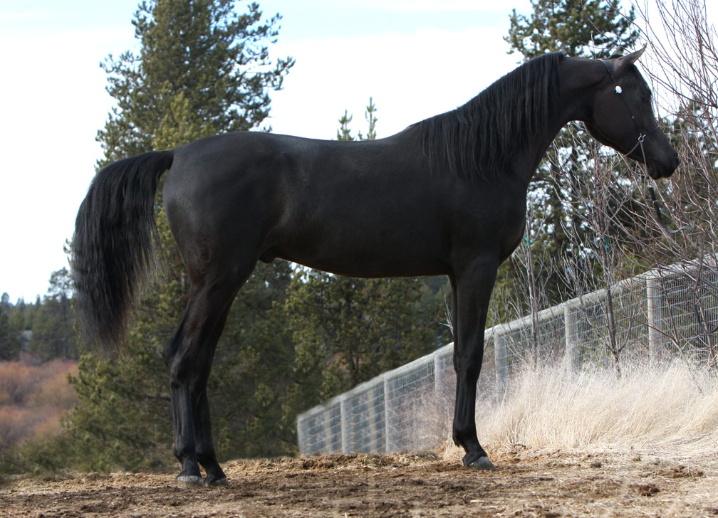 Homozygous solid black Arabian stallion