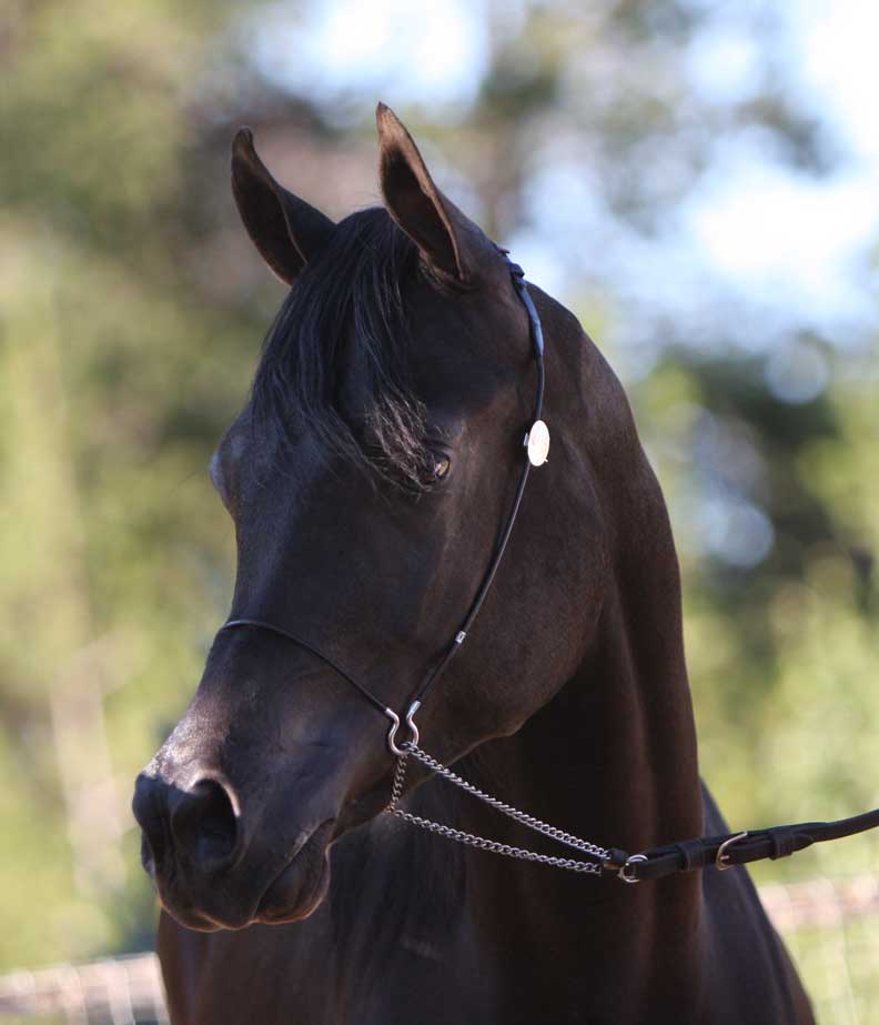 Homozygous Black Arabian stallion by Ferrer by Enzo