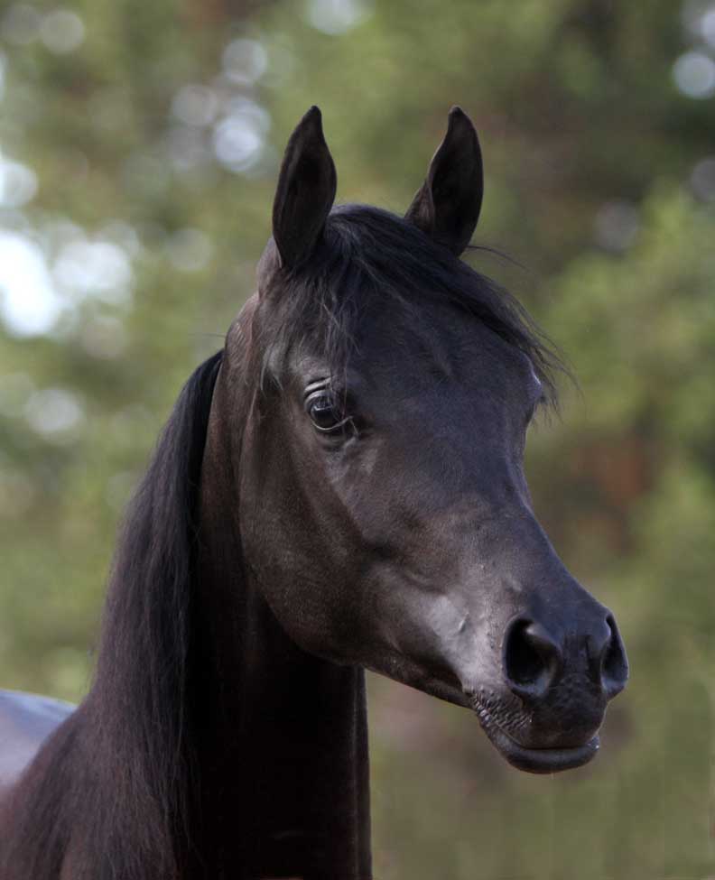 Solid black homozygous stallion by Ferrer by Enzo out of a Trevallon daughter