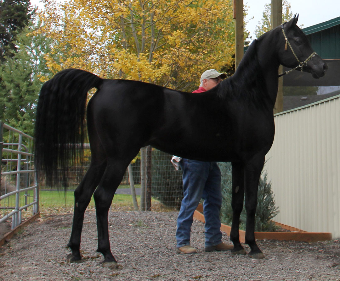 Homozygous solid black stallion, Ferric BP