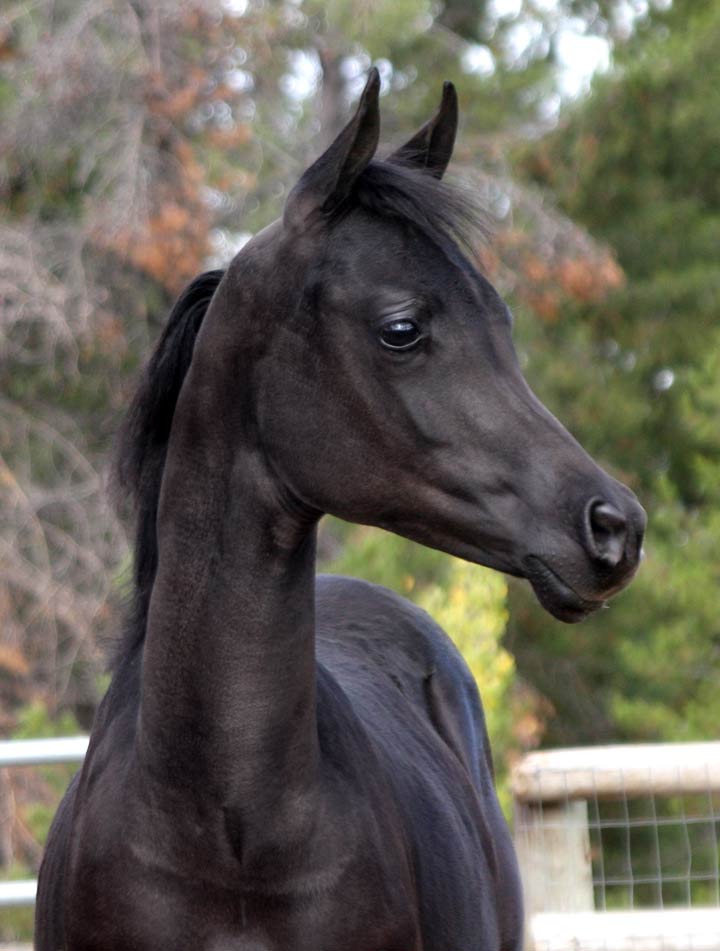 Homozygous Black arabian colt