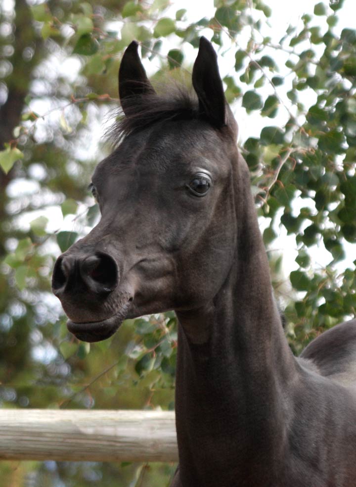 Homozygous black Arabian colt