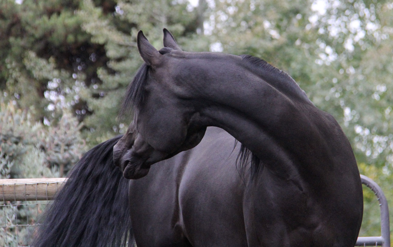 Homozygous black stallion, Ferric BP